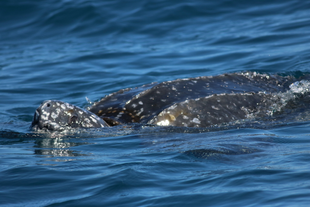 Photo by garyallport