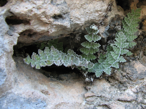 Nealley's cloak fern (Notholaena nealleyi)