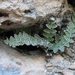 Nealley's Cloak Fern - Photo (c) Carl Rothfels, some rights reserved (CC BY-NC)