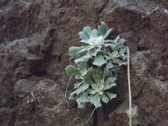 Graptopetalum
