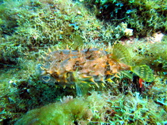 Cyclichthys orbicularis