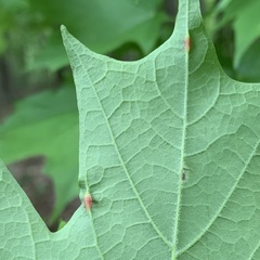 Dasineura communis