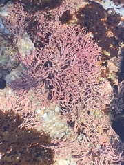 Calliarthron cheilosporioides