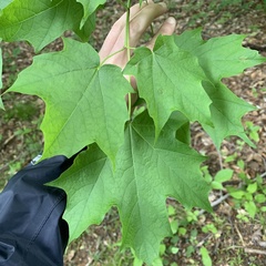 Dasineura communis