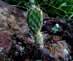 Opuntia streptacantha