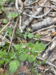 Collomia heterophylla