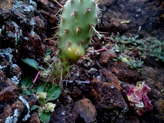 Opuntia streptacantha
