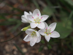 Claytonia rosea