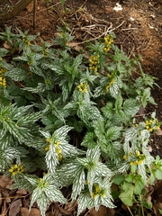 Lamium galeobdolon flavidum