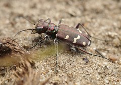 Cicindela soluta