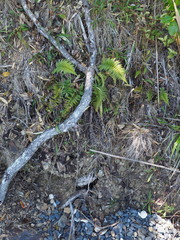 Polystichum neozelandicum neozelandicum