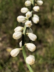 Aletris obovata