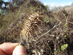 Echinopepon racemosus