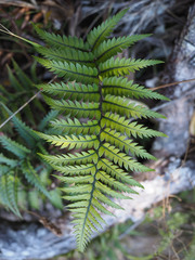 Polystichum neozelandicum neozelandicum