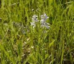 Veronica austriaca