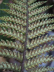 Polystichum neozelandicum neozelandicum
