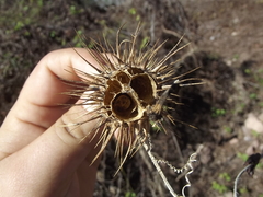 Echinopepon racemosus