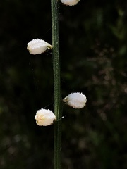 Aletris obovata