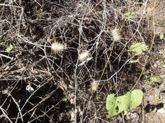 Echinopepon racemosus