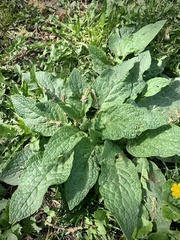 Symphytum caucasicum