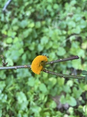 Phragmidium rosae-multiflorae