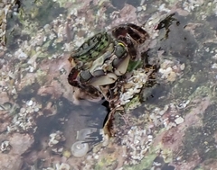 Pachygrapsus socius