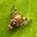 Acalyptrate Flies - Photo (c) Katja Schulz, some rights reserved (CC BY)
