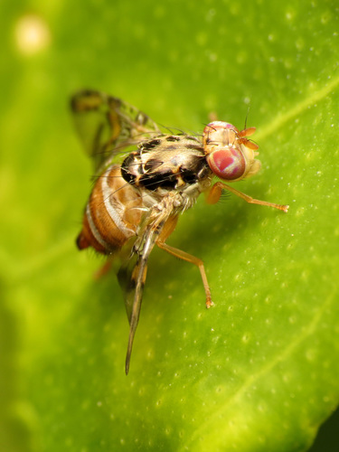 Mediterranean Fruit Fly