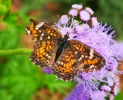 Phyciodes phaon