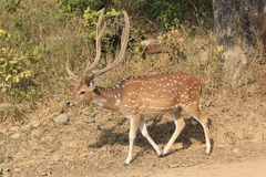 Chital photo 2