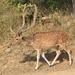 Chital - Photo (c) eugenio_101, some rights reserved (CC BY-NC)