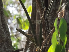Trichocentrum cebolleta