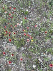 Gaillardia amblyodon