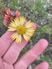 Gaillardia amblyodon