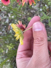 Gaillardia amblyodon