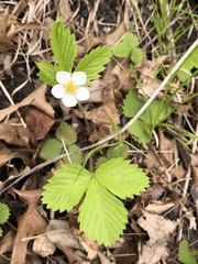 Fragaria vesca