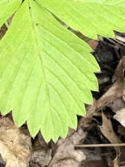 Fragaria vesca