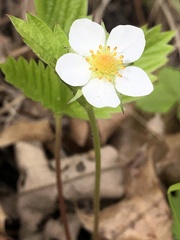 Fragaria vesca