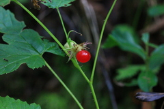 Rubus humulifolius