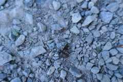 Egaenus convexus