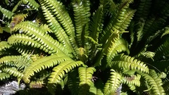 Blechnum durum