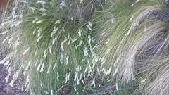Poa astonii