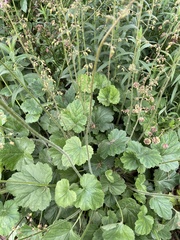 Heuchera richardsonii