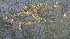 Epilobium komarovianum