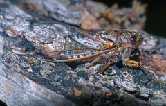 Gelidea torrida