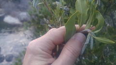 Garrya elliptica
