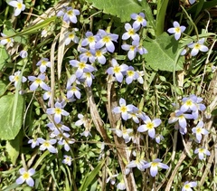 Houstonia serpyllifolia