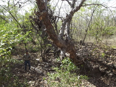 Pseudobombax palmeri