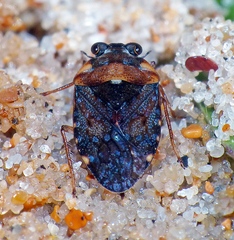 Ochterus