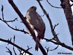 Accipiter cooperii